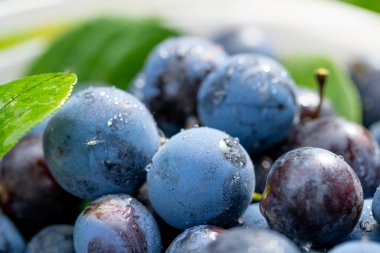 Hasat. Olgun erikler kapanıyor