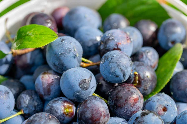 Hasat. Olgun erikler kapanıyor