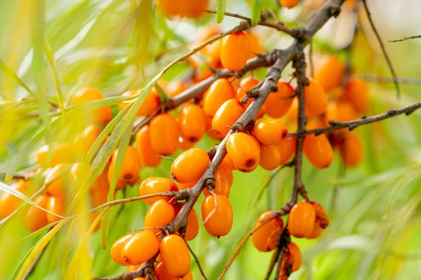 Ernte. reife orangefarbene Sanddornbeeren auf einem Zweig Stockfoto