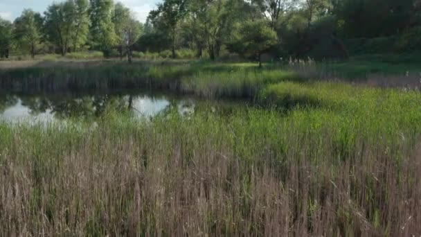 Un marais avec de l'herbe verte et des arbres. Vue aérienne. Lac boisé avec roseaux