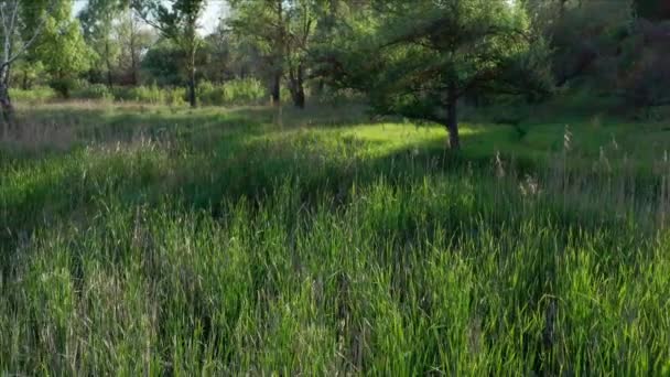 Un marais avec de l'herbe verte et des arbres. Vue aérienne. Lac boisé avec roseaux