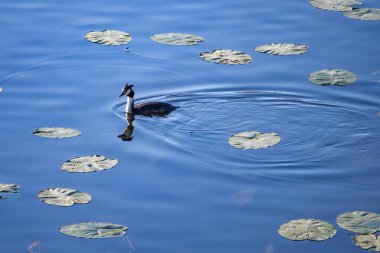 Bir yunus gölde yüzer.