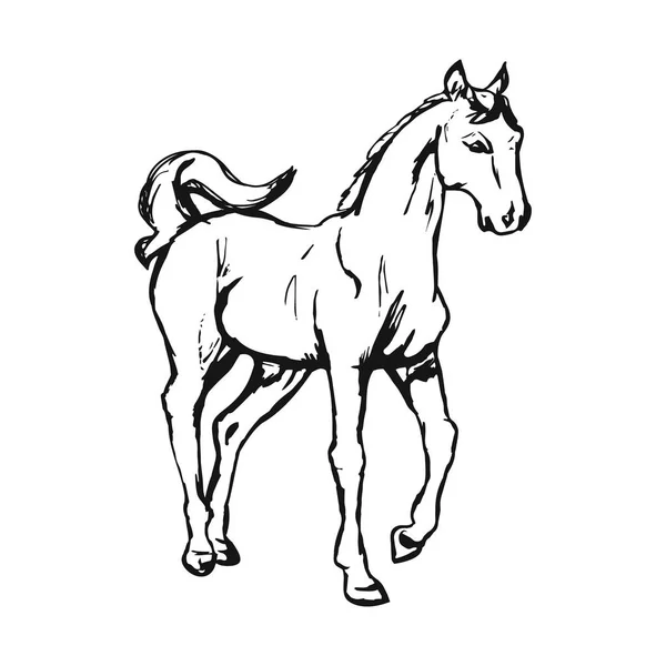Grafický Obrázek Koně Bílém Pozadí Vektorové Ilustrace — Stockový vektor