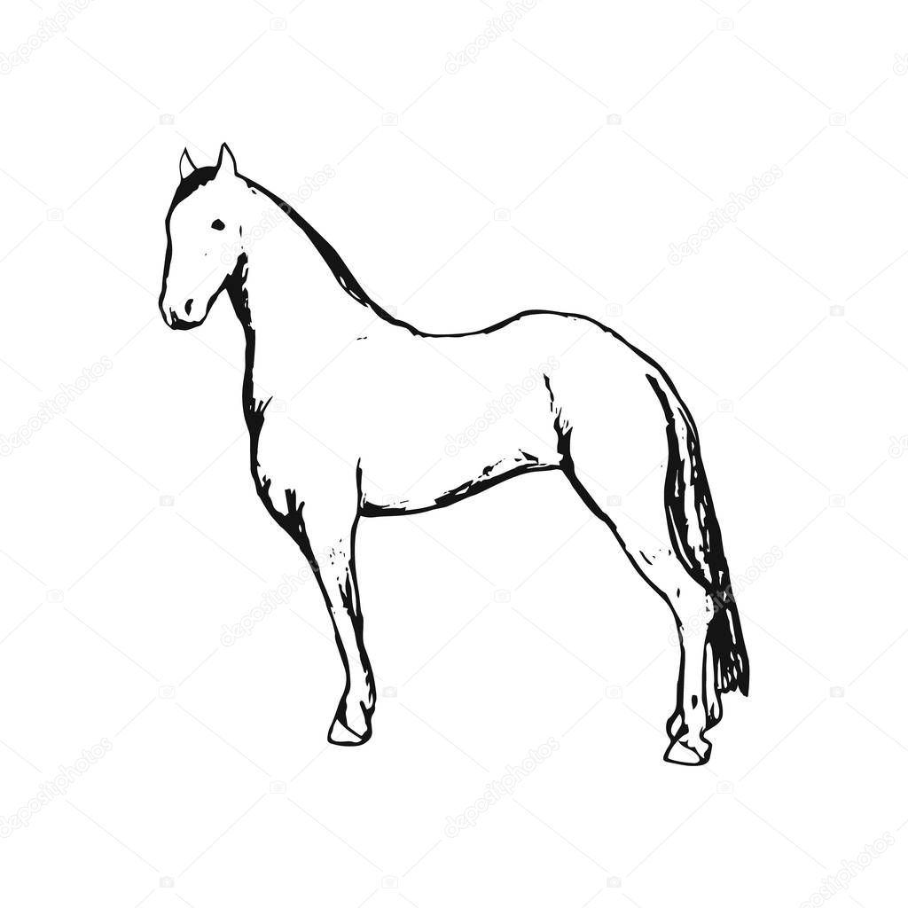 Horse on white background, vector with minimalism style