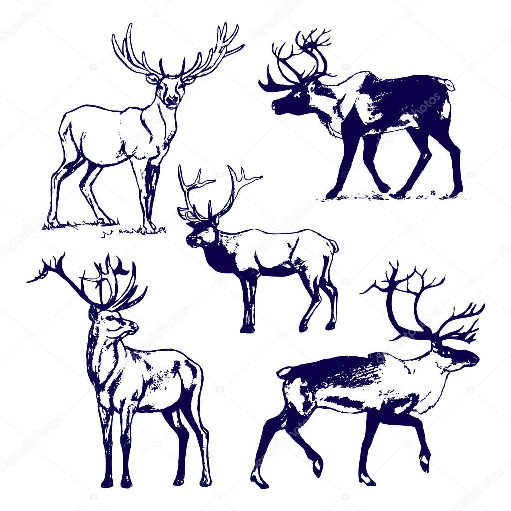 Deer on white background picture. Set of 