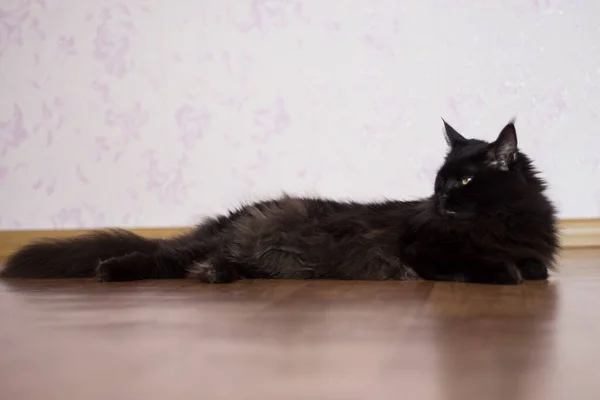 Svart Katt Maine Coon Ligger Golvet Lägenheten — Stockfoto