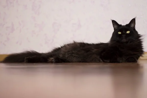 Negro Gato Maine Coon Encuentra Suelo Apartamento —  Fotos de Stock