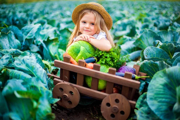 Boldog lány az szalmakalap a káposzta mezőt zöldség kosárban — Stock Fotó