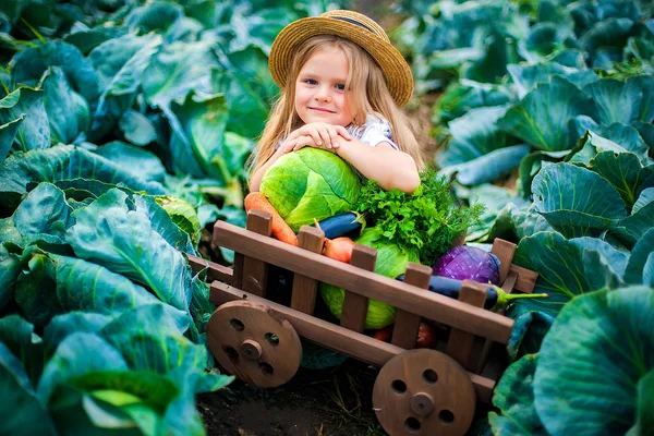 Menina feliz em chapéu de palha no campo de repolho com cesta de legumes — Fotografia de Stock