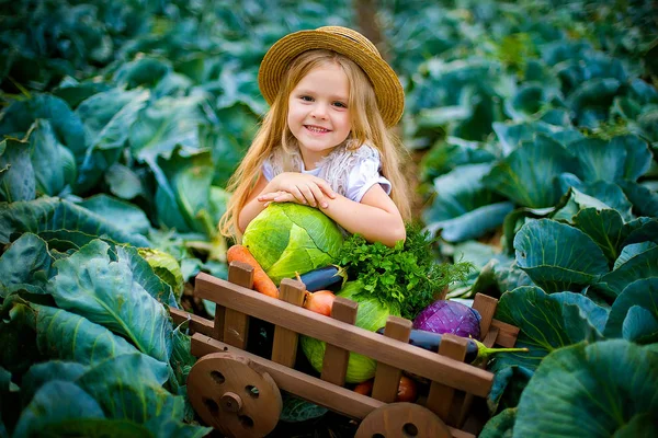 Boldog lány az szalmakalap a káposzta mezőt zöldség kosárban — Stock Fotó