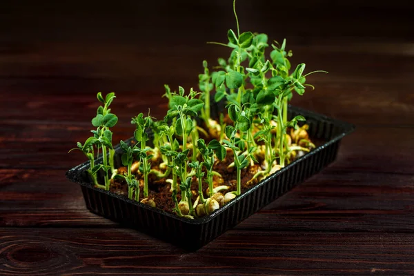 Brotes de guisantes microverdes en una vieja mesa de madera. Estilo vintage. Concepto de alimentación vegana y saludable. Crecimiento de brotes . — Foto de Stock