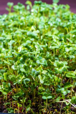 Tahta kutuda brokoli mikro yeşillikleri var. Mikroçimler filizleniyor. Evde tohum yetiştirme. Vejetaryen ve sağlıklı beslenme konsepti. Brokoli tohumu, mikro yeşillikler. Büyüyen filizler