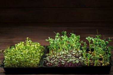 Ahşap masa arkaplanındaki kutuda mikro yeşiller