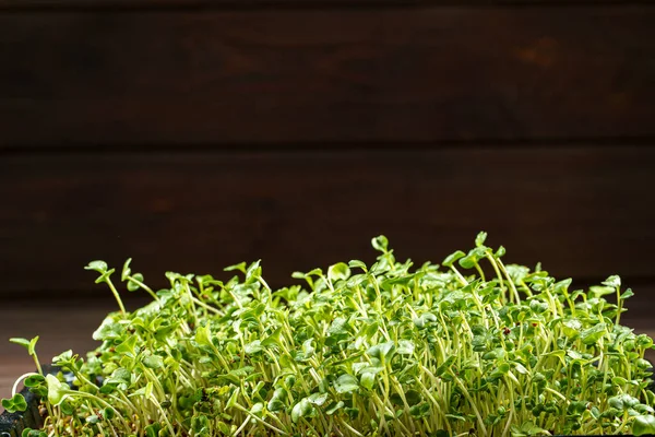 Primer plano de los microgreens de brócoli en la caja de madera. Brotando Microgreens. Germinación de semillas en casa. Concepto de alimentación vegana y saludable. Semillas de brócoli germinadas, Micro greens. Crecimiento de brotes — Foto de Stock