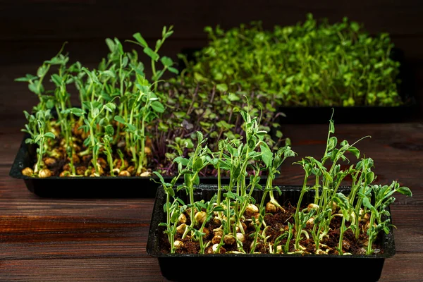 Microgreens mixtos en caja sobre fondo de mesa de madera — Foto de Stock