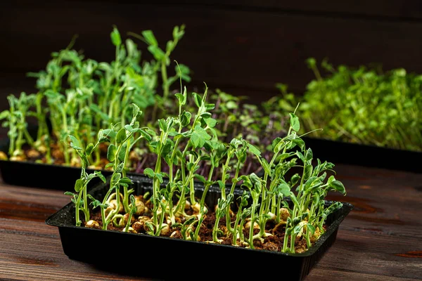 Microgreens mixtos en caja sobre fondo de mesa de madera — Foto de Stock
