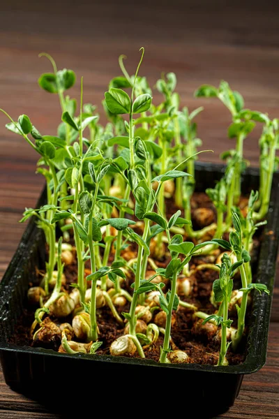 Microgreen pea sprouts on old wooden table. Vintage style. Vegan and healthy eating concept. Growing sprouts. — Stock Photo, Image
