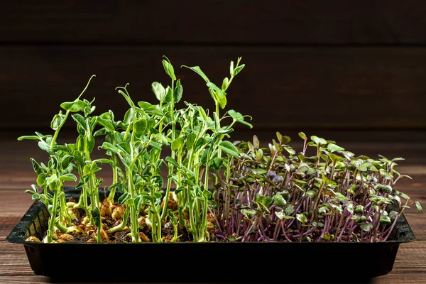 Microgreens mixtos en caja sobre fondo de mesa de madera — Foto de Stock