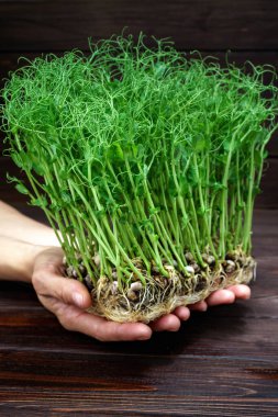 Elleri mikroyeşil bezelye filizi tutan kadın elleri. Vejetaryen ve sağlıklı beslenme konsepti. Büyüyen filizler