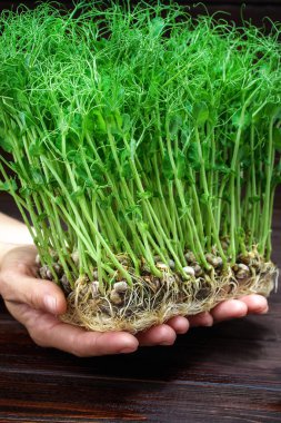 Elleri mikroyeşil bezelye filizi tutan kadın elleri. Vejetaryen ve sağlıklı beslenme konsepti. Büyüyen filizler