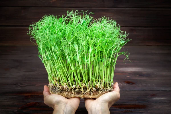 Manos de mujer sosteniendo brotes de guisante verde. Concepto de alimentación vegana y saludable. Crecimiento de brotes — Foto de Stock