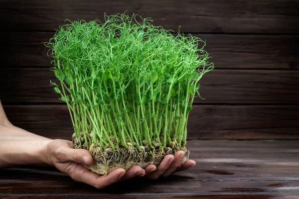 Manos de mujer sosteniendo brotes de guisante verde. Concepto de alimentación vegana y saludable. Crecimiento de brotes — Foto de Stock