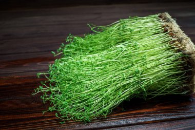 Ahşap arka planda yosun filizleri. Çiğ diyet yiyecekler için filizlenmiş sebze tohumları, mikro yeşil sağlıklı yeme konsepti.