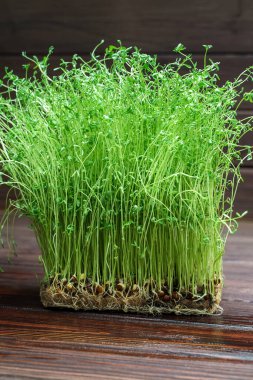 Ahşap arka planda yosun filizleri. Çiğ diyet yiyecekler için filizlenmiş sebze tohumları, mikro yeşil sağlıklı yeme konsepti.