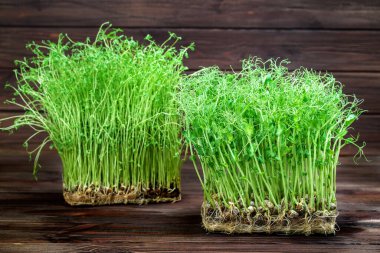 Ahşap masa arkasındaki kutuda yonca ve bezelye karışımı mikro-sebzeler.