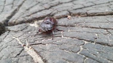 Büyük bir tropikal gergedan böceği, Xylotrupes Gideon, delik böceği ve kafa manzarası.