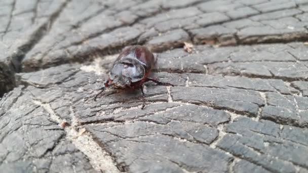 Un grande coleottero rinoceronte tropicale, Xylotrupes gideon, vista del coleottero buco e la testa, diverse riprese — Video Stock