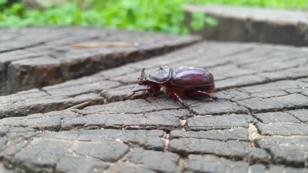 Un grand coléoptère rhinocéros tropical, Xylotrupes gideon, vue sur le coléoptère trou et la tête, plusieurs prises — Video