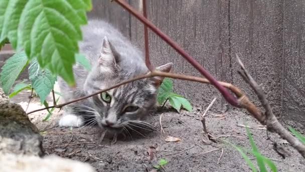 Il gatto mangia il topo. Il gatto prese la preda e la mangiò — Video Stock