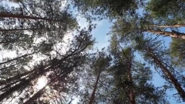 Döndürün ve Pine Trees 'in görüntüsüne bakın. Güzel güneşler ağaçların tepesinde, güneş yaprakların arasında parlıyor.