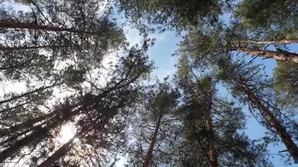Περιστροφή και Κοιτάζοντας προς τα πάνω πυροβόλησε στο Pine Trees, άποψη POV. Όμορφοι ήλιοι ακτίνες μέσα από τις κορυφές των δέντρων, ήλιος λάμπει μέσα από φύλλωμα — Αρχείο Βίντεο