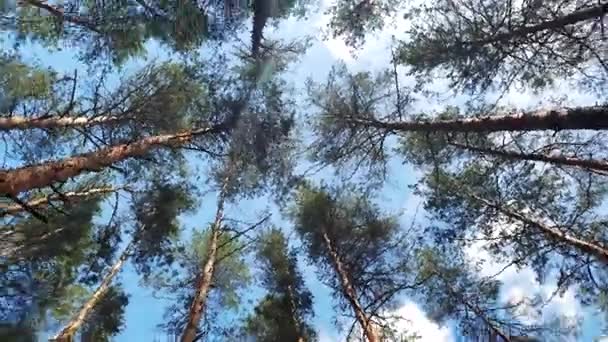 Draaien en omhoog kijken schot op dennenbomen, POV uitzicht. Mooie zonnestralen door toppen van bomen, zon schijnt door gebladerte — Stockvideo