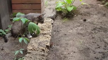Kedi dışarıda fare avlıyor.
