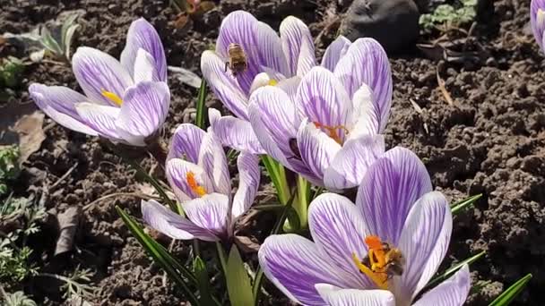 Bin som samlar nektar på vårvioletta krokusblommor. Handhållen. 4k slow motion — Stockvideo