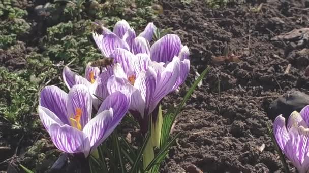 Abeilles récoltant du nectar sur des fleurs de crocus violet printanier. À la main. 4k au ralenti — Video