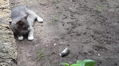 Kedi dışarıda fare avlıyor.