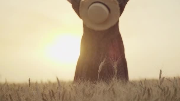 Visão traseira da mulher em vestido de animal print, chapéu de palha segurando os braços para cima, de pé na frente do sol com prazer no meio do campo de trigo, desfrutando de férias de verão — Vídeo de Stock