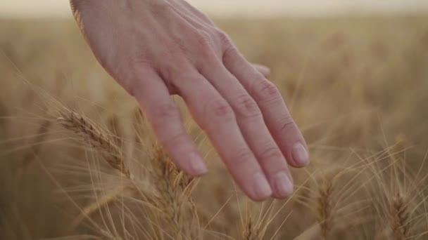 Крупный план руки молодой женщины, касающейся спелых колосков пшеницы на пшеничном поле. Shallow DOF — стоковое видео