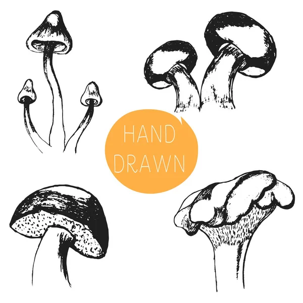 Hand Getrokken Paddestoelen Vector Illsutration Verzameling Van Vector Paddestoel — Stockvector