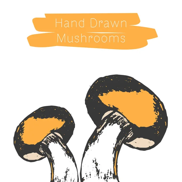 Cogumelos Desenhados Mão Ilsutração Vetorial Cogumelo Vetor — Vetor de Stock