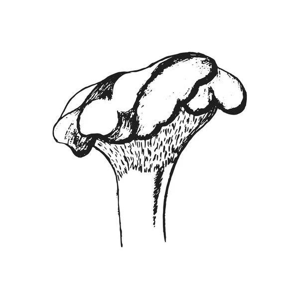 Champignons Dessinés Main Illsutration Vectorielle Champignon Vecteur — Image vectorielle