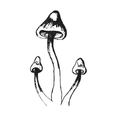 Elle çizilmiş mantar. Vektör illsutration. Vektör mantar.