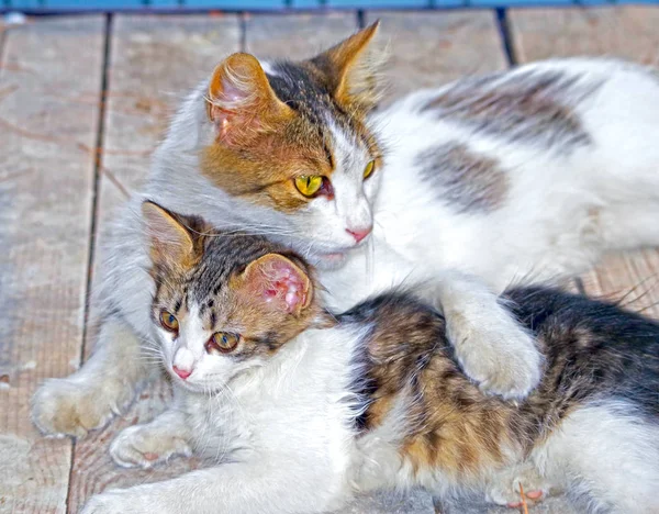 cat hugging her kitten with love