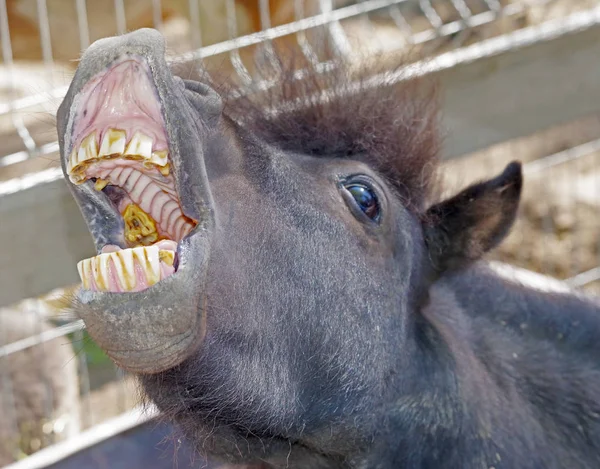 horse shows her teeth