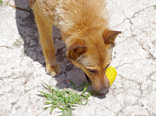 red dog eats corn