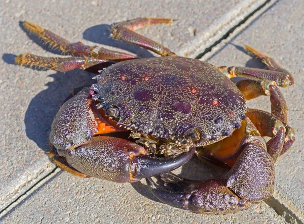 big beautiful sea crab